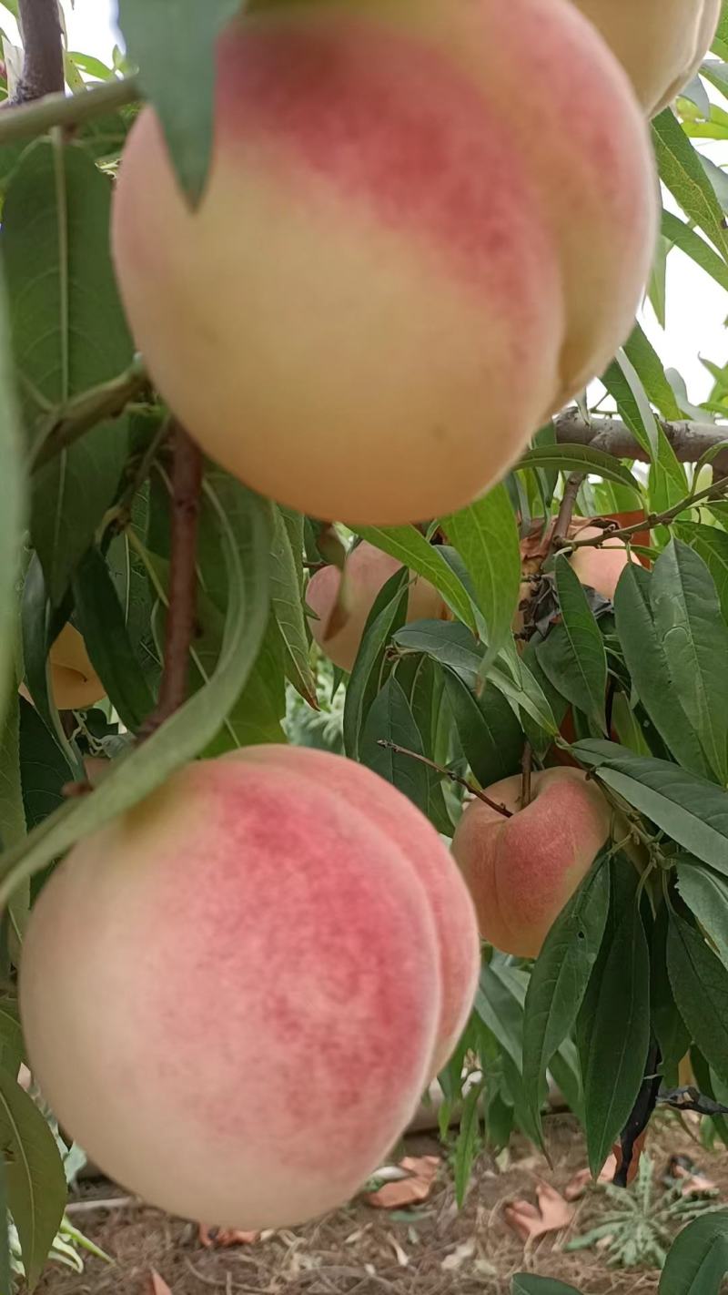 冬桃映霜红脆甜可口多汁