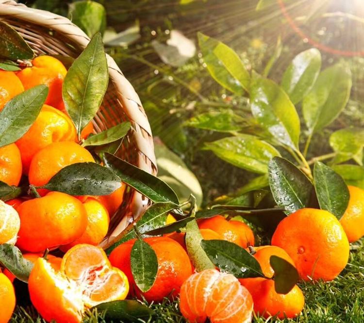 沙糖桔果酱成品展示