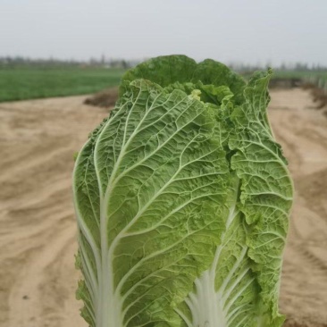 银川沙地黄心白菜大量上市
