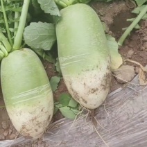 青萝卜，萝卜，791，1~2斤起