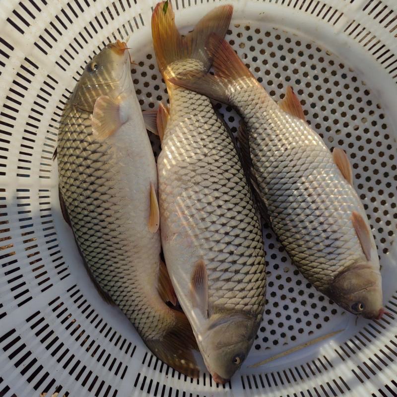 原塘大鲤鱼大量供应