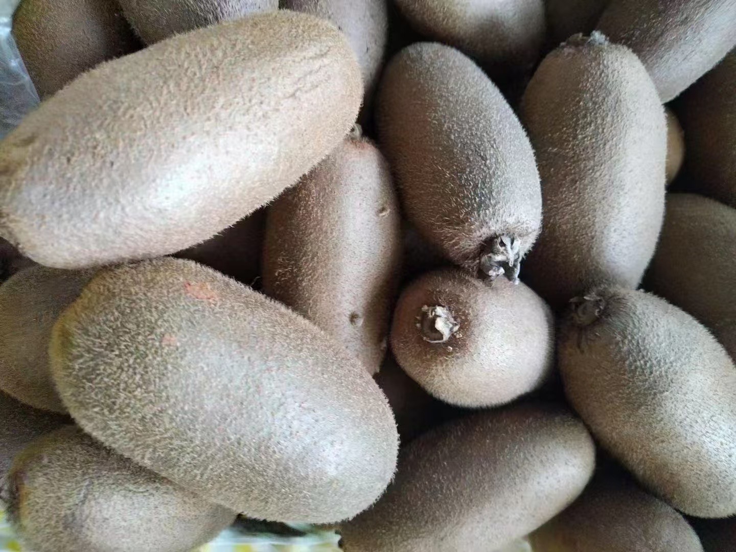 现代商超内猕猴桃陈列区实景,左侧为普通绿心猕猴桃散装销售,价格标签19.8元/斤;右侧为Zespri金果礼盒装,标价45元/盒(两盒共约1kg),旁边配有营养成分对比展板,突出维生素C与甜度优势 超市货架上绿心与黄心猕猴桃陈列对比