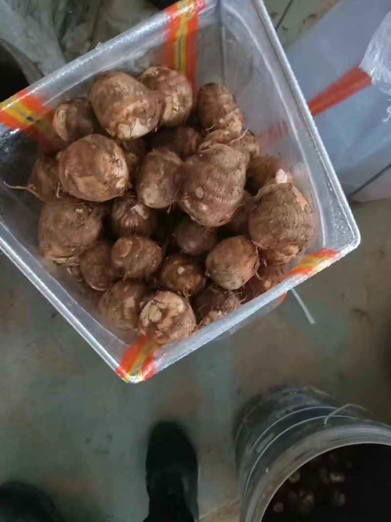 山东毛芋头种8520供应放种包回收全程州助种植