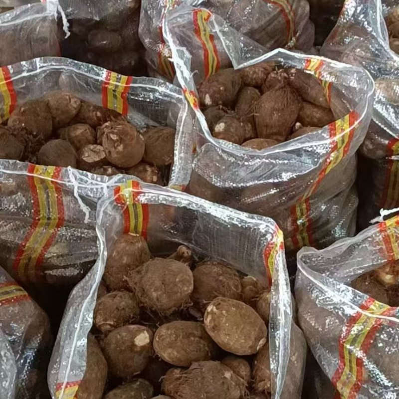 山东毛芋头种8520供应放种包回收全程州助种植