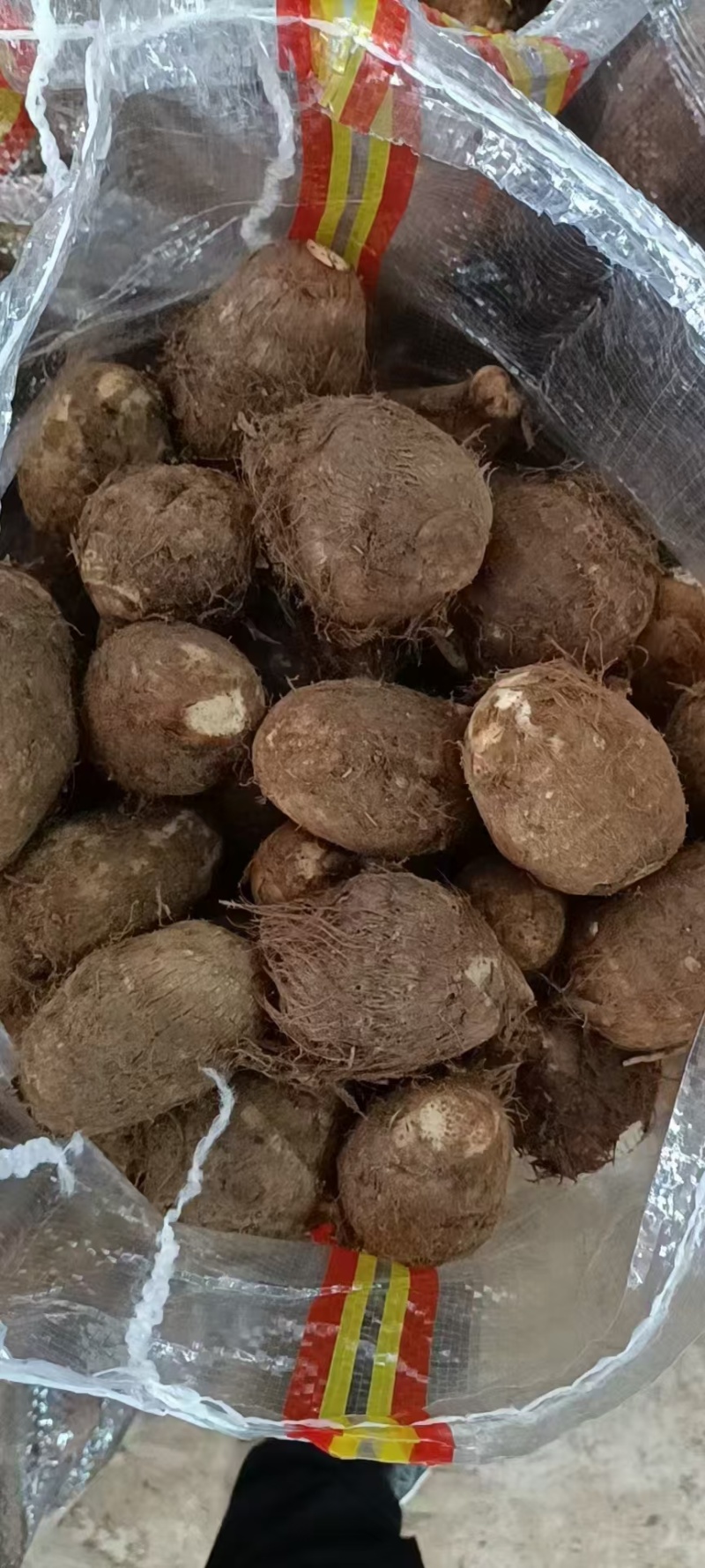 山东毛芋头种8520供应放种包回收全程州助种植