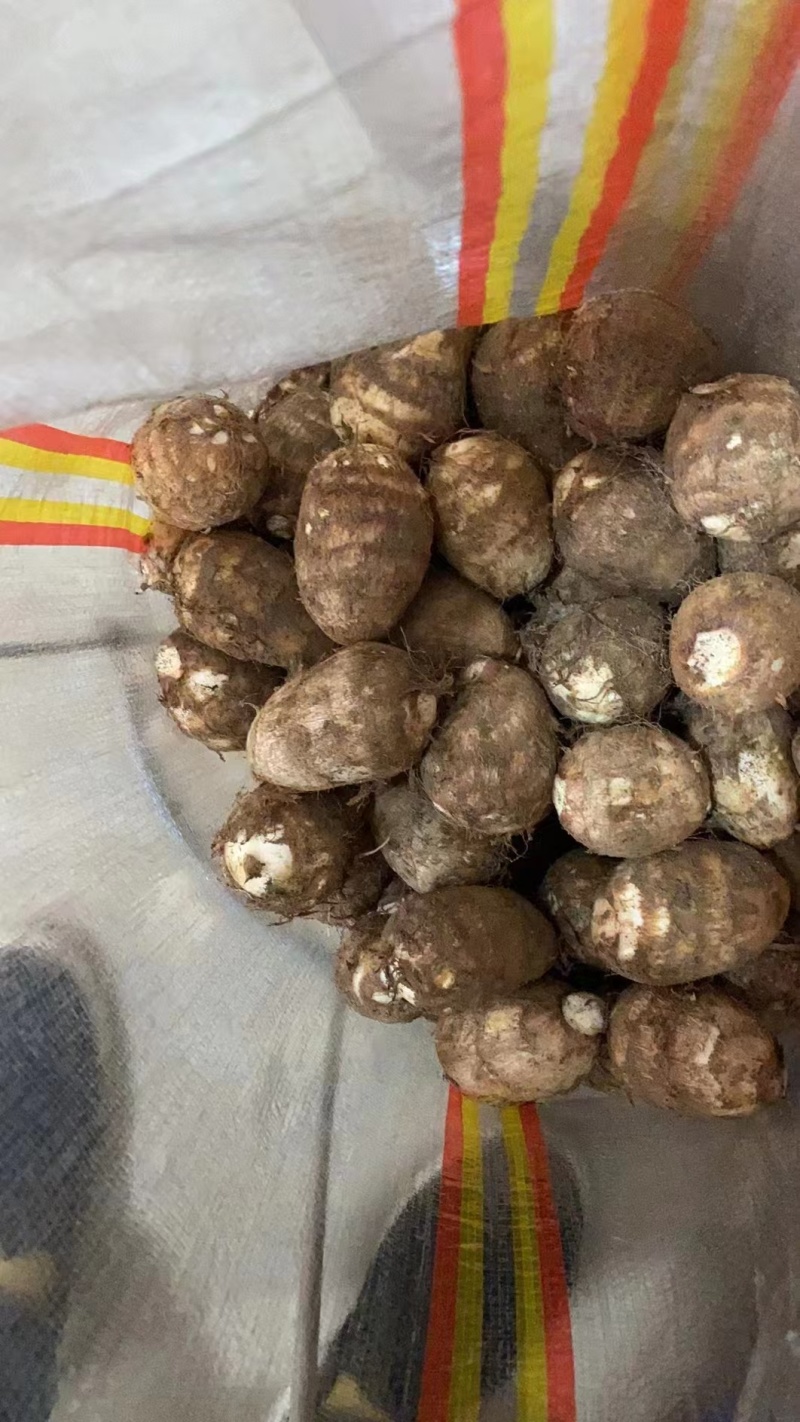 山东毛芋头种8520供应放种包回收全程州助种植