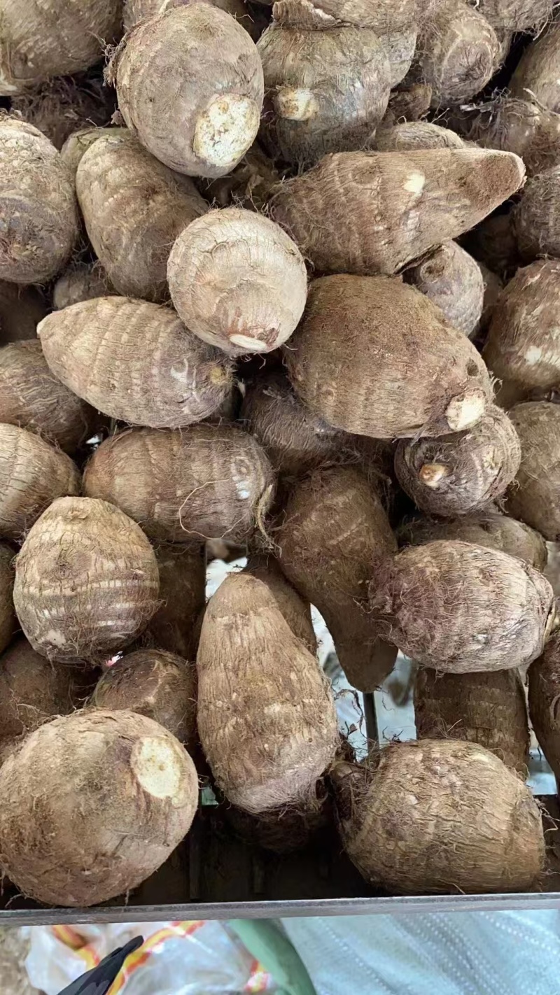 山东毛芋头种8520供应放种包回收全程州助种植