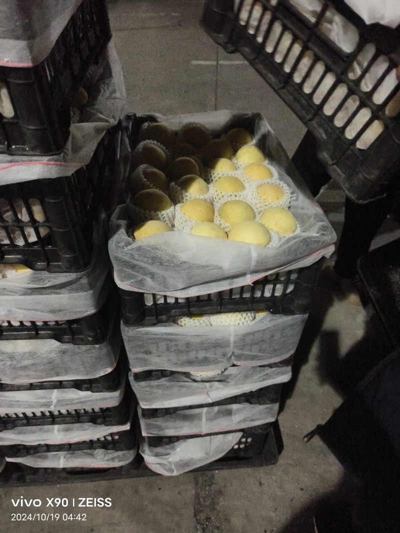 自己家桃园冬桃
