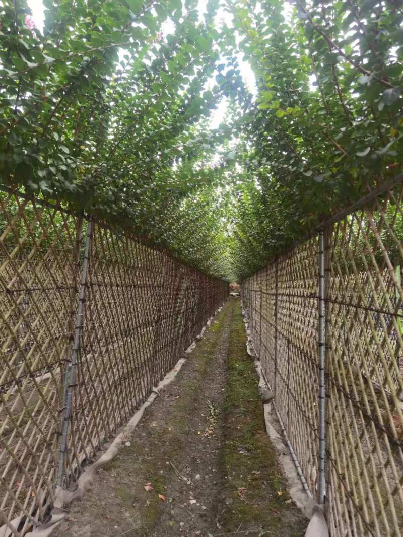 紫薇编艺篱笆，紫薇编织围墙