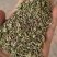割茬小茴香品质保证大量有货一手资源产地直发