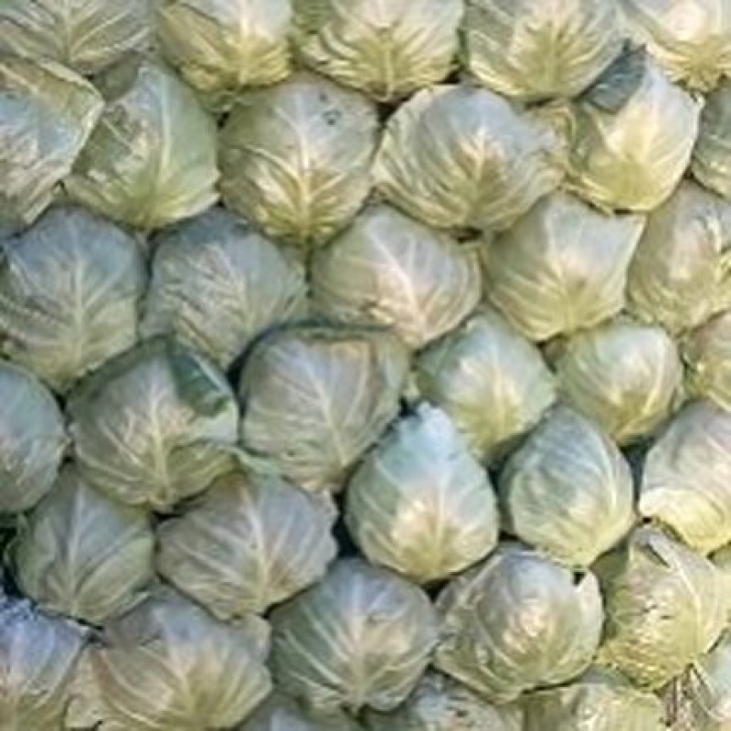 【甘蓝】价格便宜个头不大不小颜色青耐运输按需求分拣打包