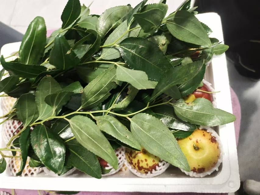 冬枣与大枣对比图