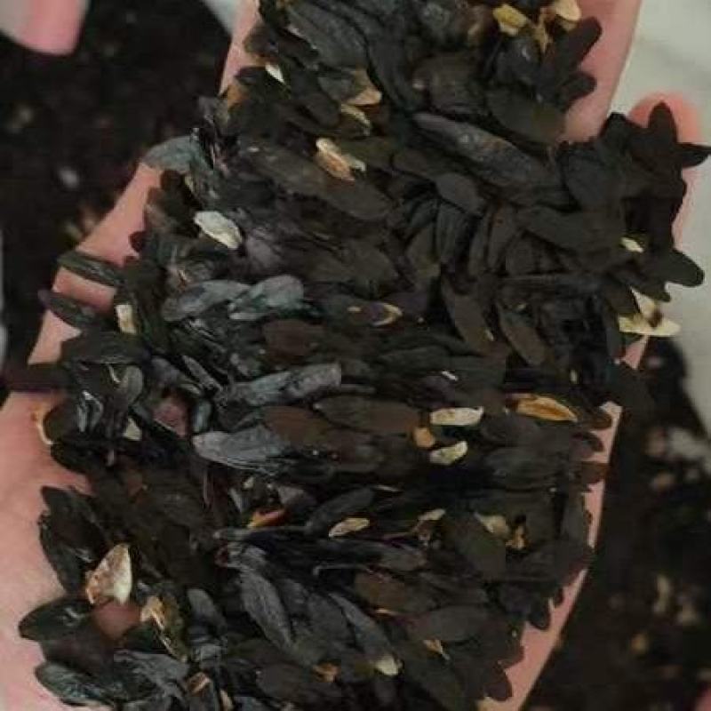 玉簪种子