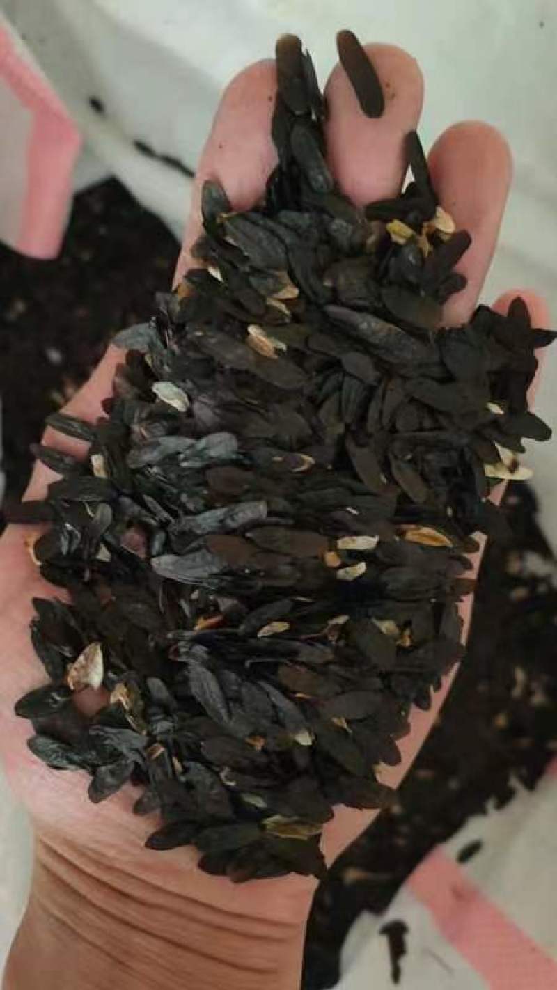 玉簪种子