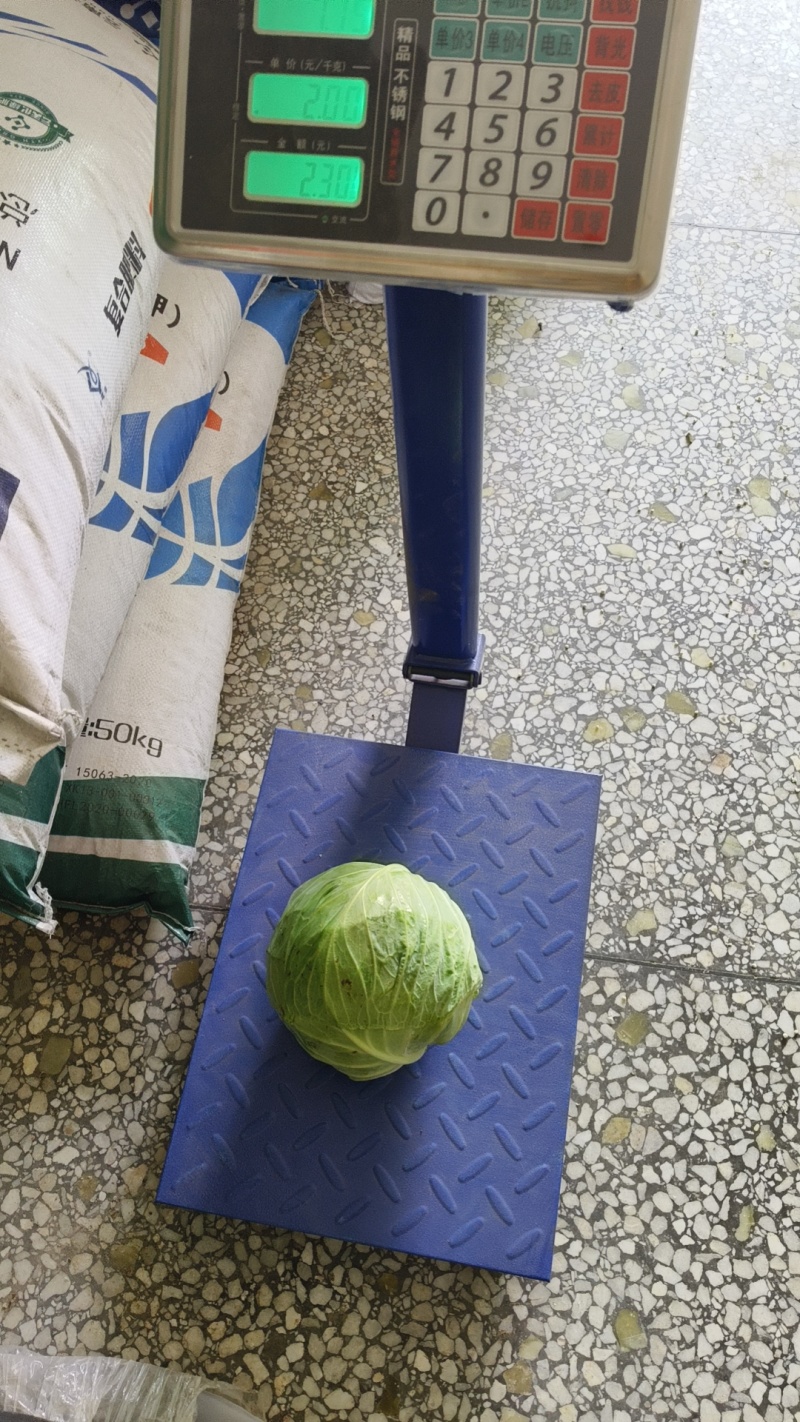 甘蓝大量上市