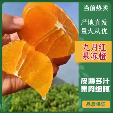 秭归九月红果冻橙无籽皮薄爆甜多汁产地直发欢迎联系