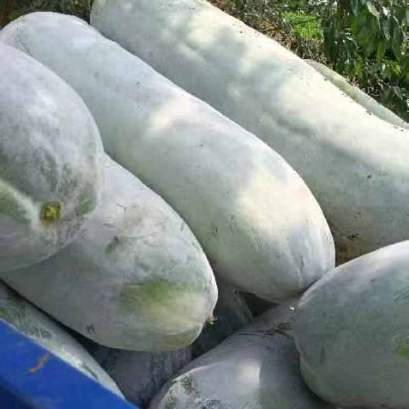白皮冬瓜产地货源充足大量现货长期批发欢迎各位电联