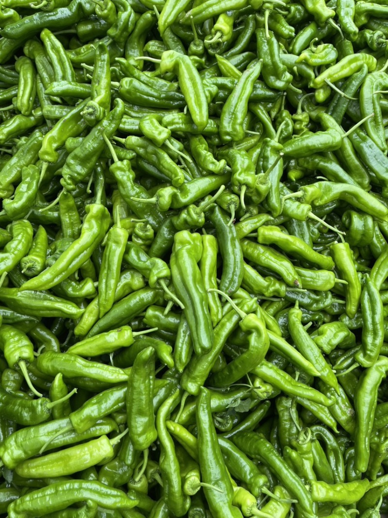 商丘301泡椒，万亩大棚种植，对接全国各地市场电商商超。