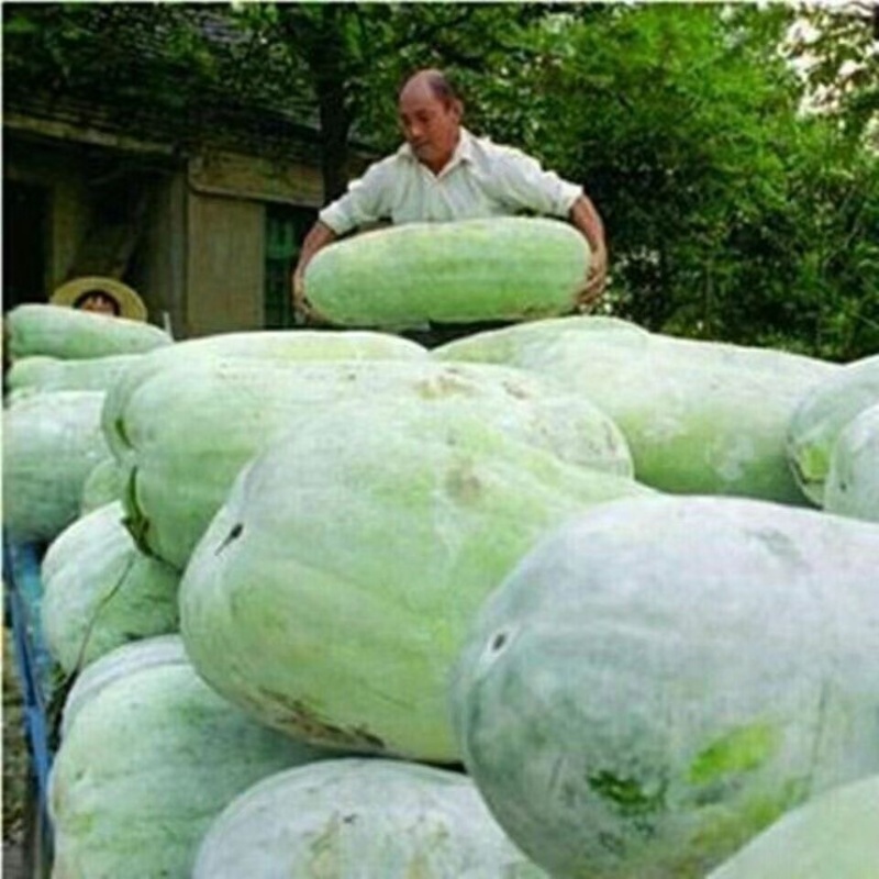 白皮冬瓜产地货源充足大量现货长期批发欢迎各位电联