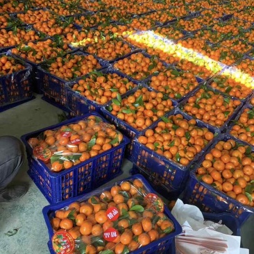 广西砂糖橘，发货品质货源充足支持一件代发，电商，超市