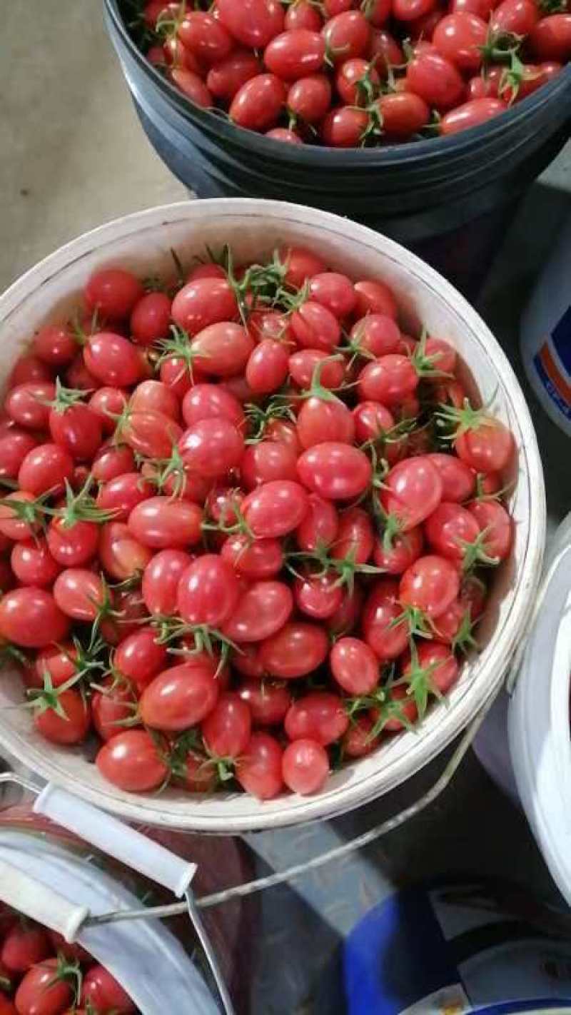 盘锦碱地柿子