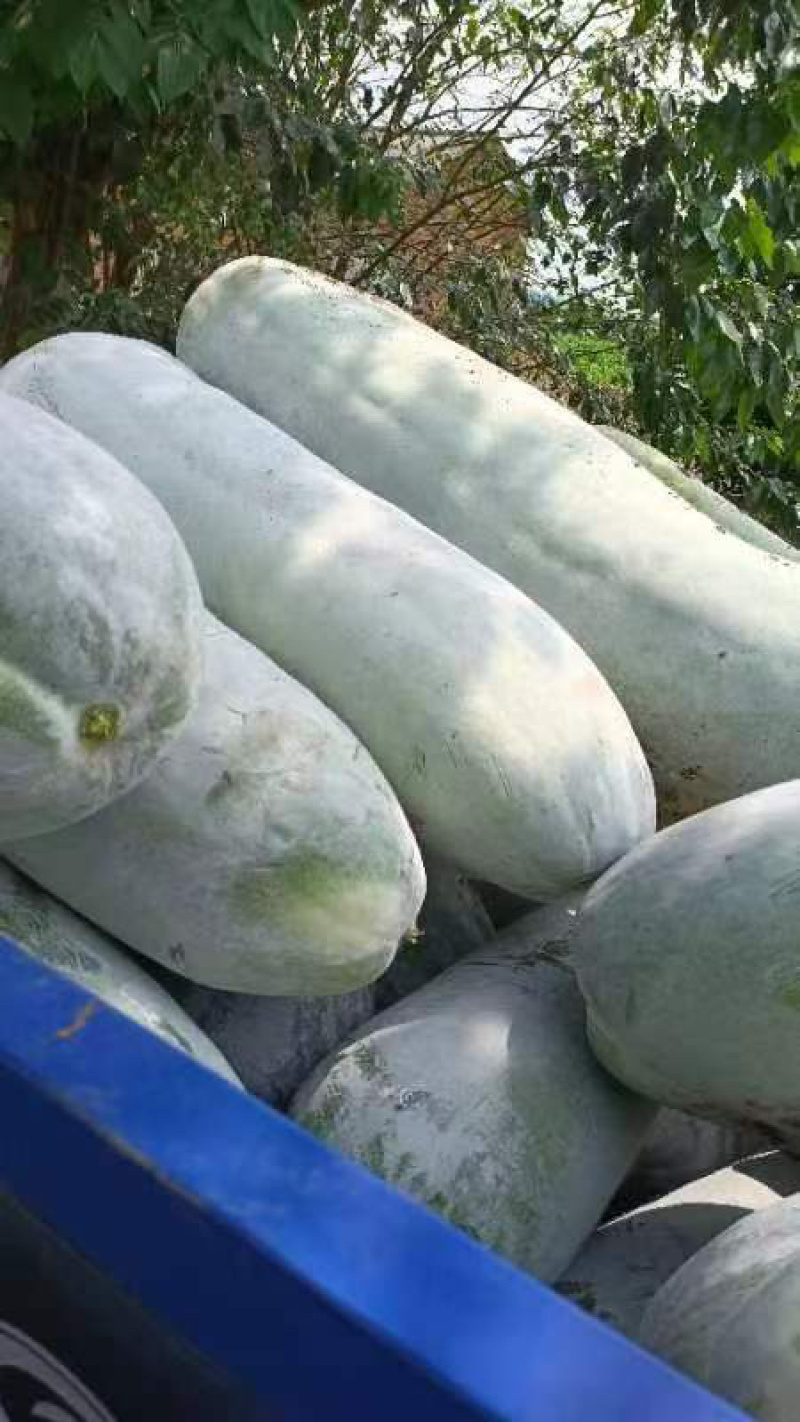 白皮冬瓜产地货源充足大量现货长期批发欢迎各位电联