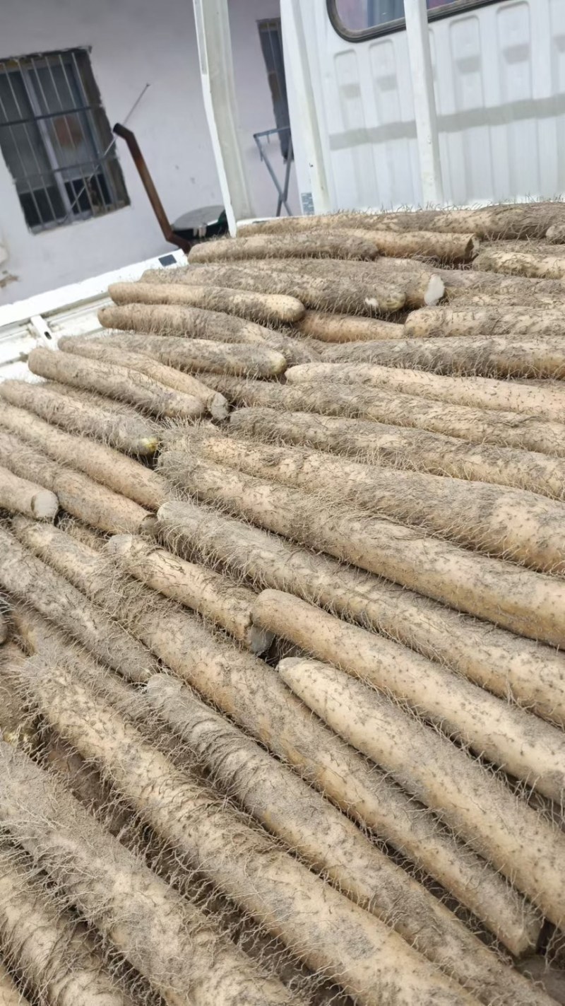白皮冬瓜产地货源充足大量现货长期批发欢迎各位电联