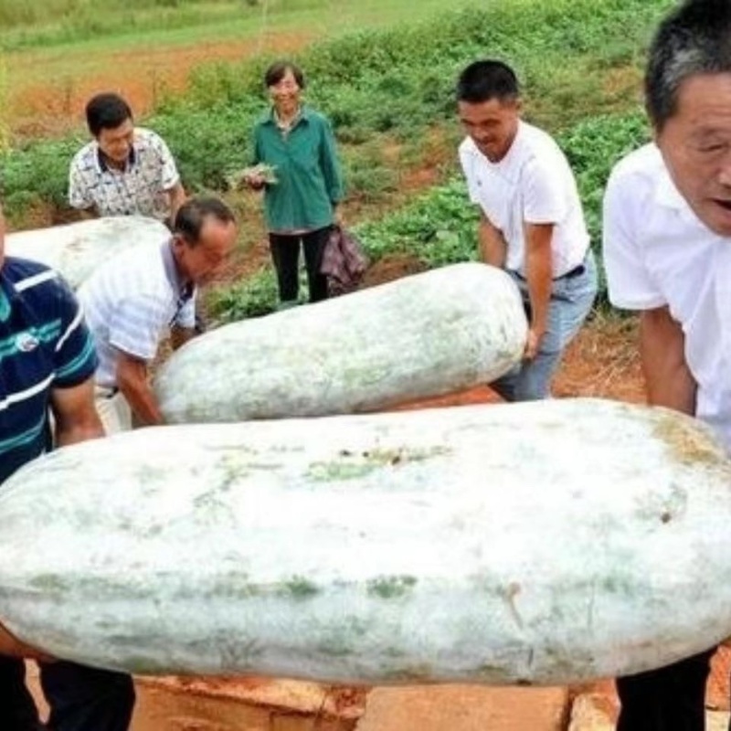 白皮冬瓜产地货源充足大量现货长期批发欢迎各位电联