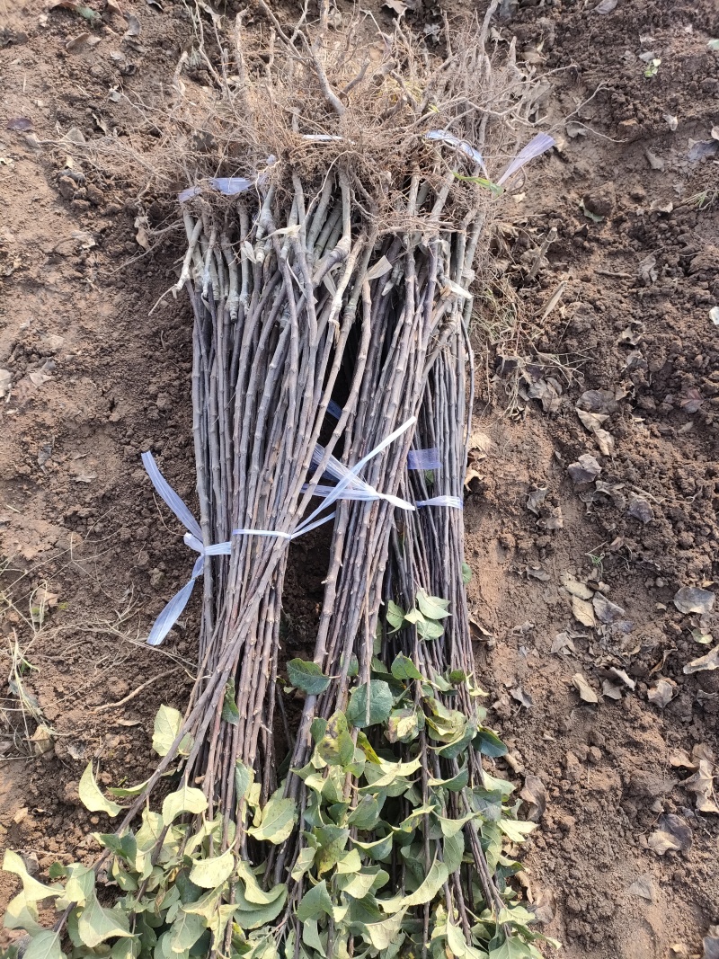 苹果苗优良砧木M26，自根砧M9T337，大量供应中