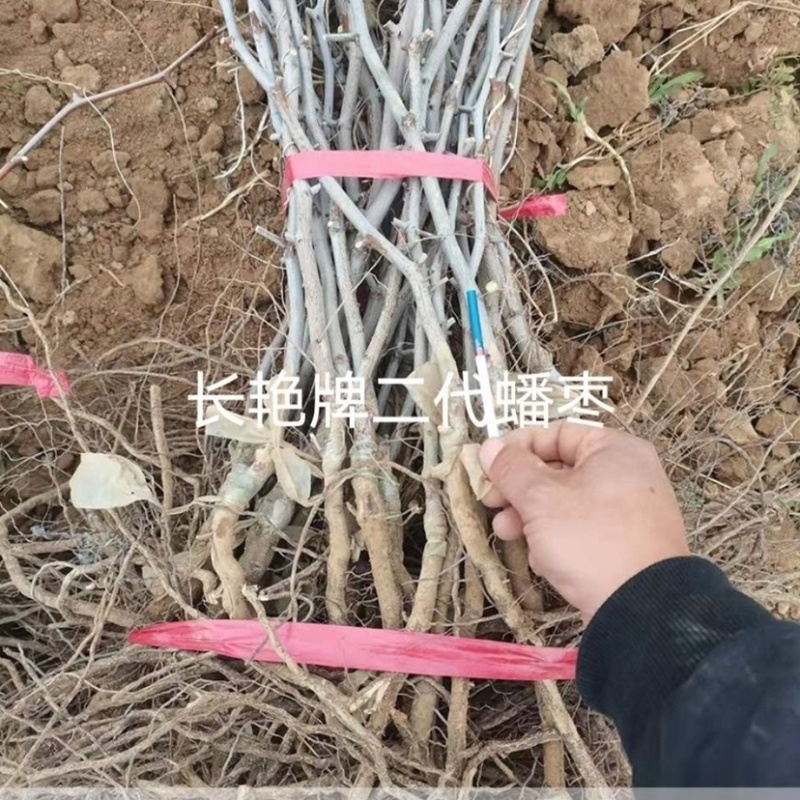 三代蟠枣树苗山区特大蟠枣树苗