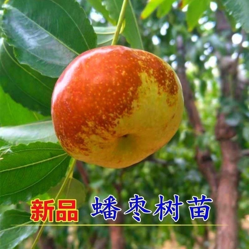 三代蟠枣树苗山区特大蟠枣树苗