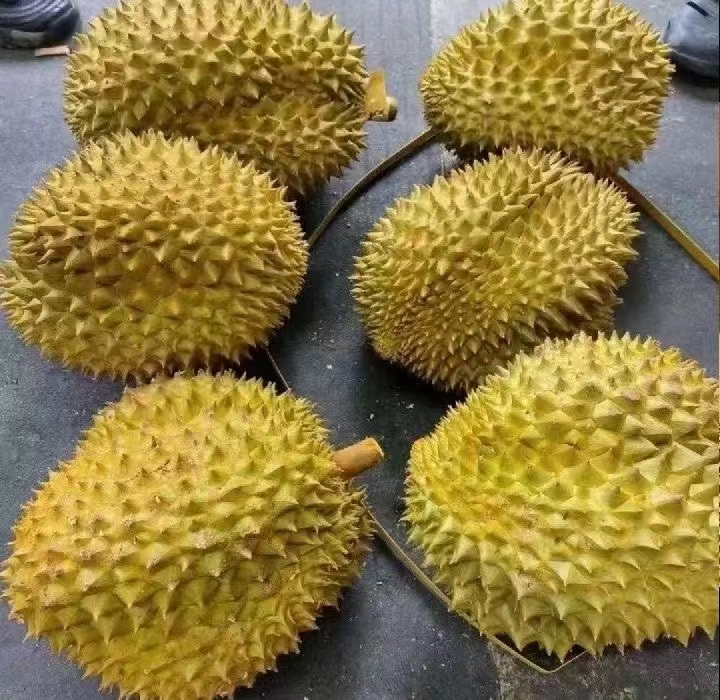 一株健康的金枕头榴莲嫁接苗,展示其嫁接口位置清晰、主干直立、叶片浓绿、根系完整,苗高约70厘米,处于营养袋中生长状态 金枕头榴莲苗标准图示