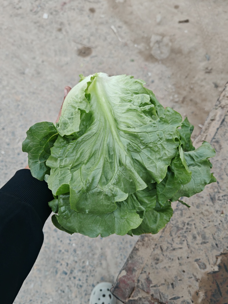 【优质推荐】供应全国商超丶市场产地直发