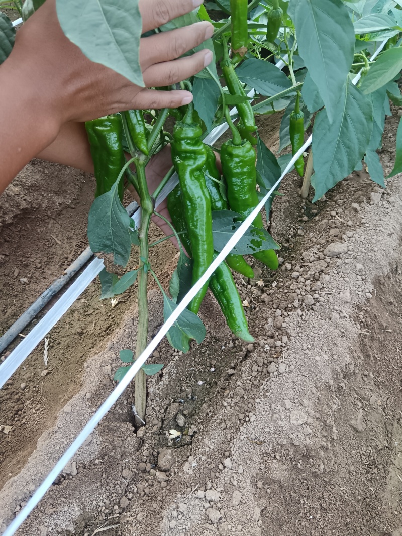 【精选辣椒】河南辣椒-301大辣椒-产地直发-价格优惠