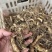 黄精种苗