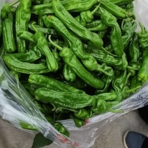 【推荐】精品鲜辣椒芜湖椒产地直发价优品质保障欢迎