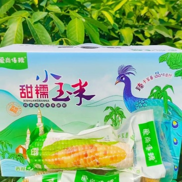 糯玉米多个品种米山原香甜微软大量现货一件包邮可以长