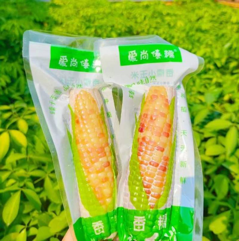 糯玉米多个品种米山原香甜微软大量现货一件包邮可以长