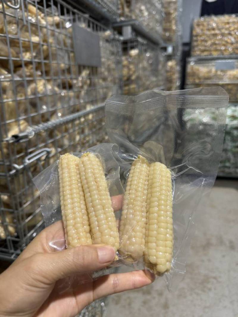 糯玉米多个品种米山原香甜微软大量现货一件包邮可以长