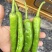 湘研55鲜辣椒，301泡椒，龙椒，线椒，小米椒大棚种植。