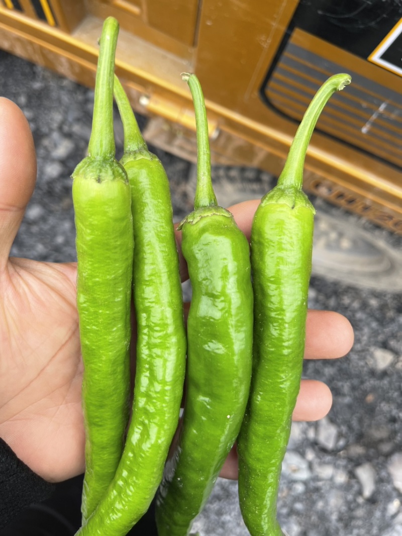 湘研55鲜辣椒，301泡椒，龙椒，线椒，小米椒大棚种植。