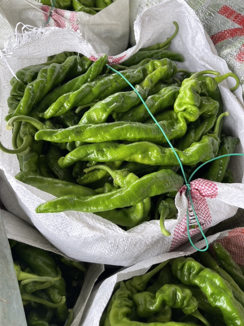湘研55鲜辣椒，301泡椒，龙椒，线椒，小米椒大棚种植。