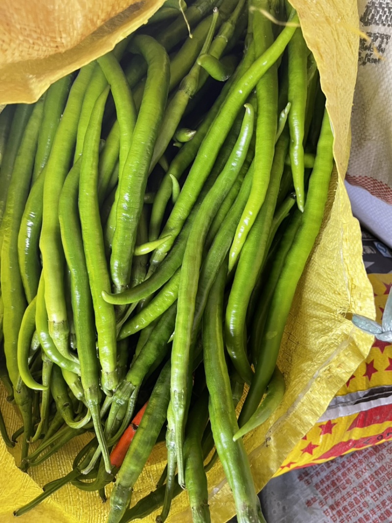 湘研55鲜辣椒，301泡椒，龙椒，线椒，小米椒大棚种植。