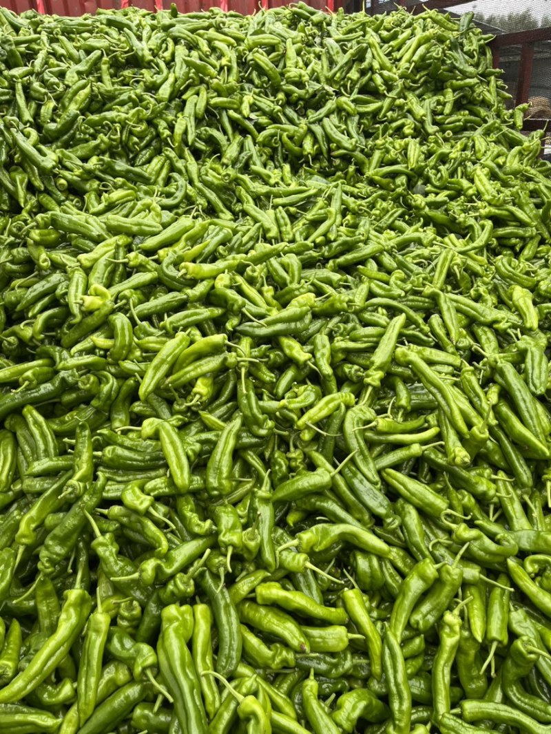 湘研55鲜辣椒，301泡椒，龙椒，线椒，小米椒大棚种植。