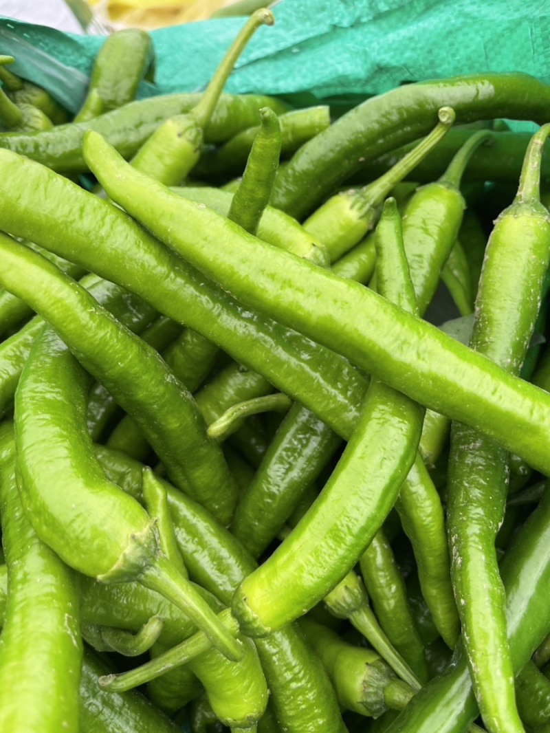 湘研55鲜辣椒，301泡椒，龙椒，线椒，小米椒大棚种植。