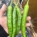 湘研55鲜辣椒，301泡椒，龙椒，线椒，小米椒大棚种植。