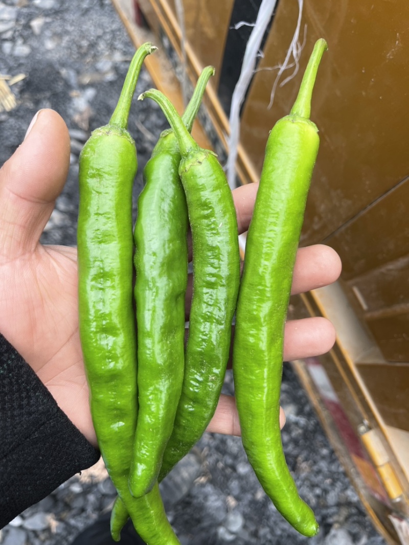 湘研55鲜辣椒，301泡椒，龙椒，线椒，小米椒大棚种植。