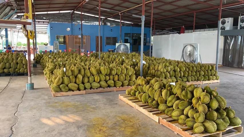 金枕头榴莲在电商仓库中被打包,准备发往全国各地的消费者 金枕头榴莲电商打包现场