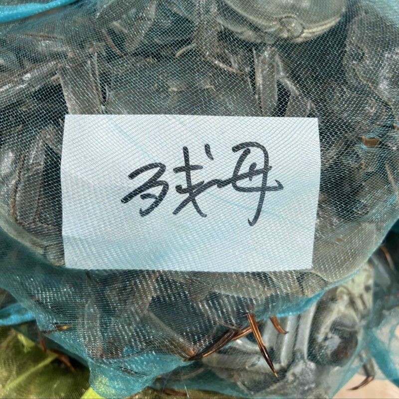 江苏兴化精品残公残母，九指公，九指母