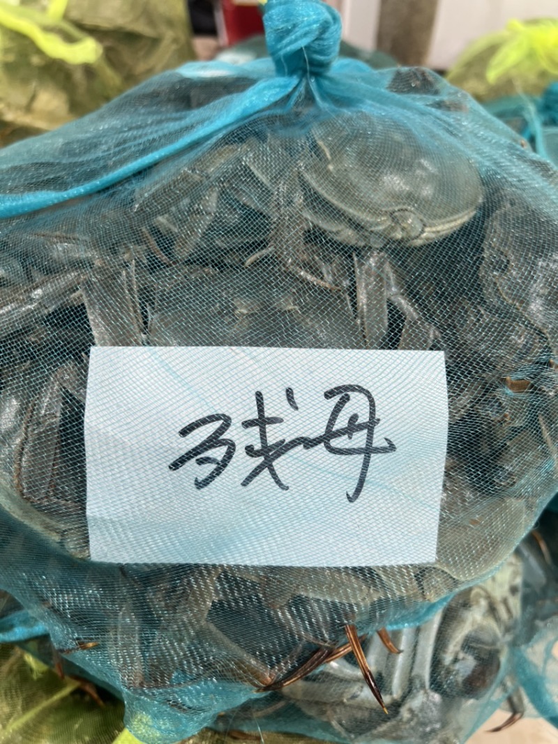 江苏兴化精品残公残母，九指公，九指母